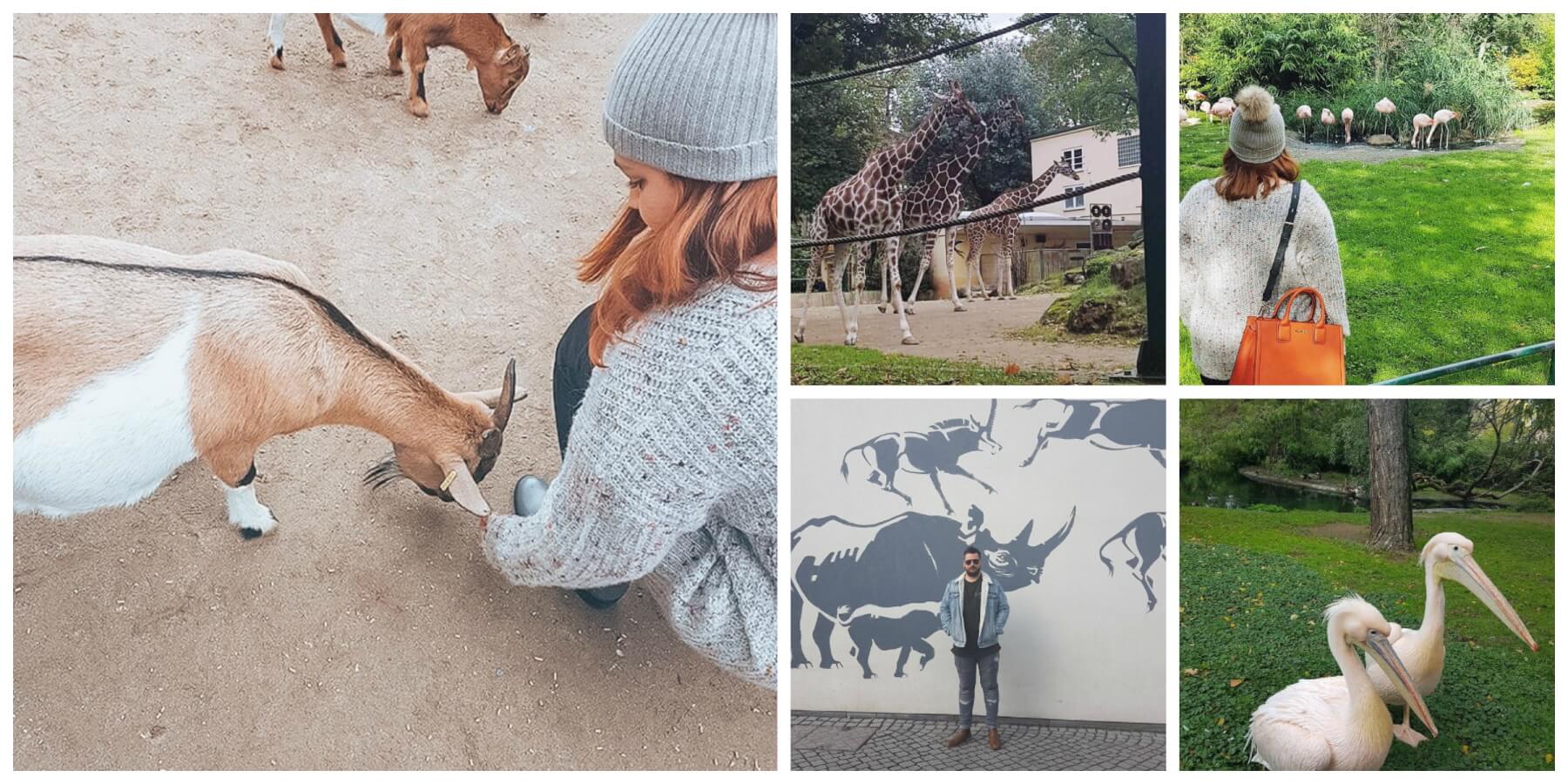 A trip to Frankfurt Zoo is one of the best things to do during 24 hours in Frankfurt. 