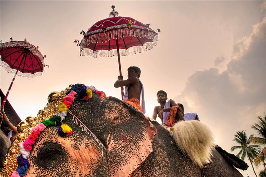 Elephants in Kerala India
