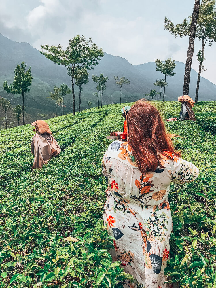 Exploring Munnar with the Kerala Blog Express. The stunning landscape of the tea plantations and learning how tea is made in the Lockhart Tea Factory in the hill station Munnar in Kerala, India. Read more on www.allaboutrosalilla.com