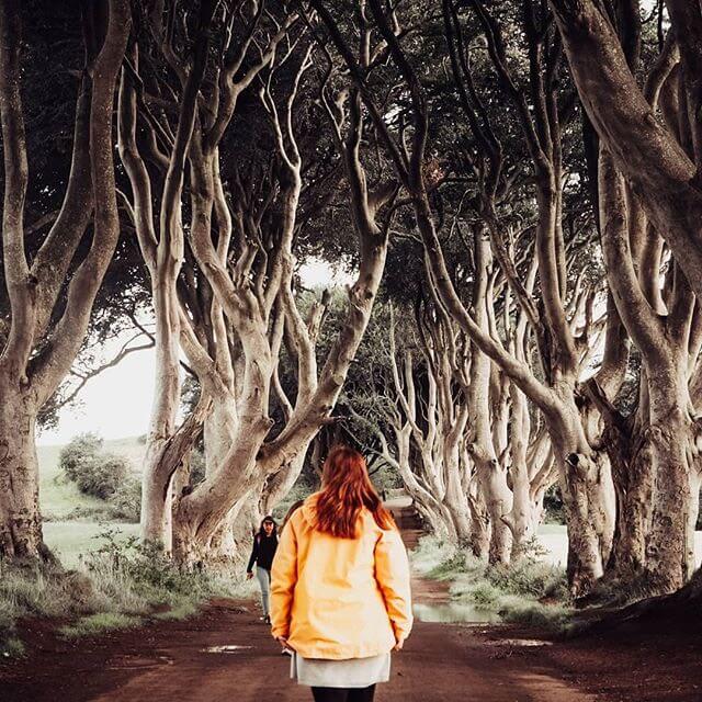 The dark hedges in northern Ireland