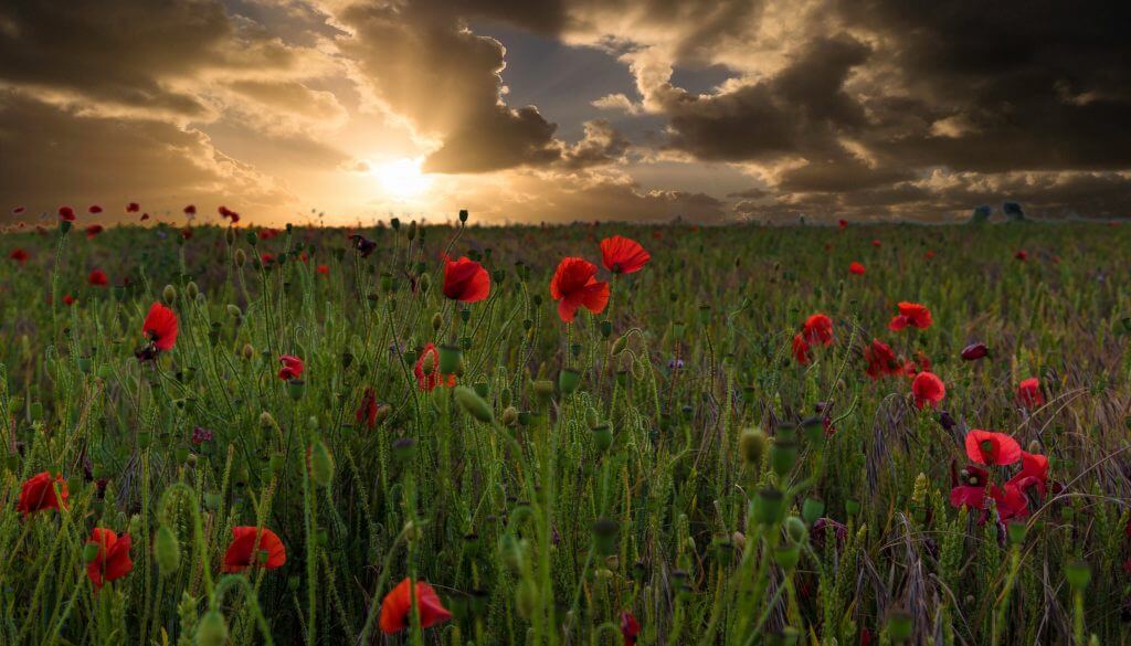 Poppies in a field in the Cotswolds countryside