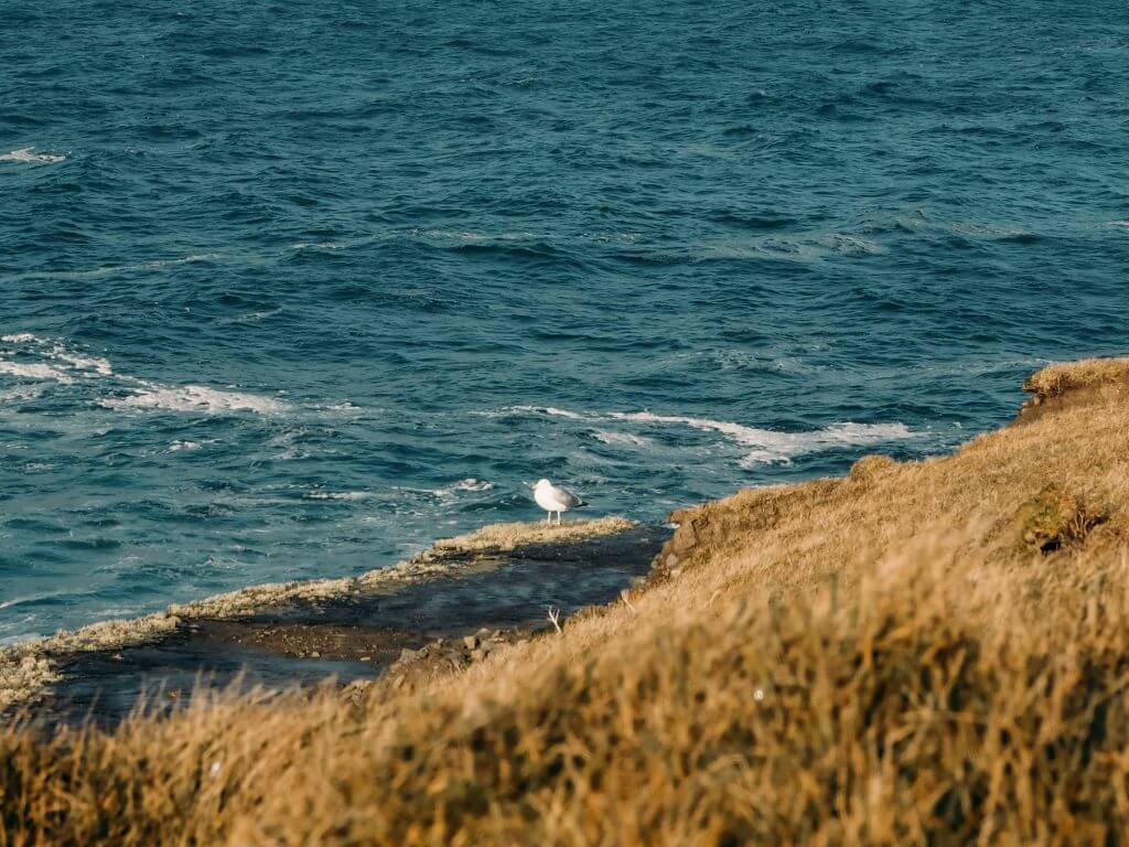 Seagull sitting on a cliff edge on The Wild Atlantic Way in Ireland