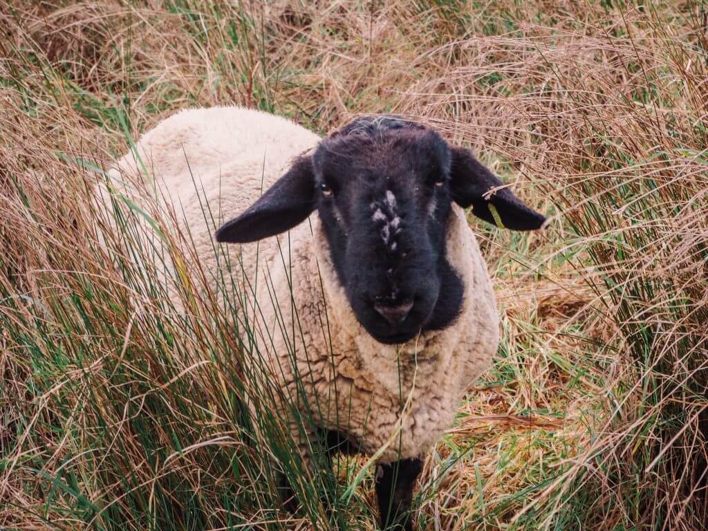 Sheep with a black face standing in a field of long grass.
