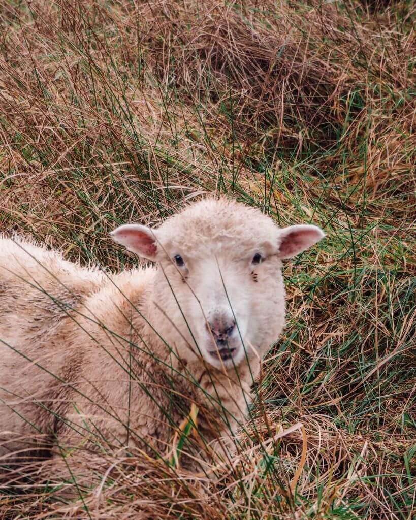 White Sheep in a field of long grass