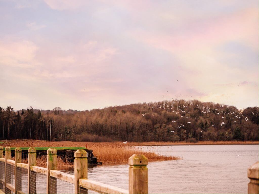 Birds flying over a wooden bridge on the lakeshore of Castle Hume Lough.