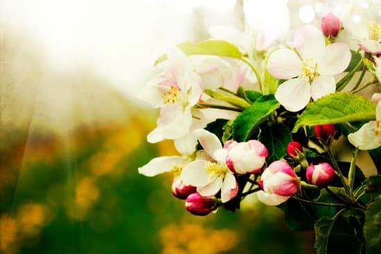 Blossom apples garden background 