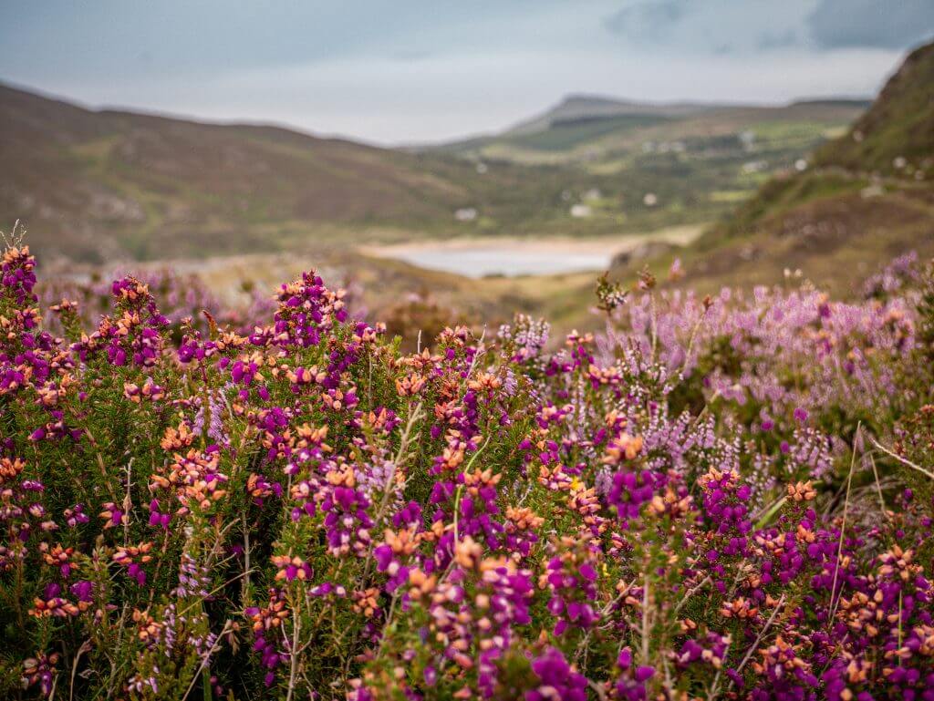 Wild heathers at Fort Dunree near Buncranna on the Inishowen peninsula in Donegal.