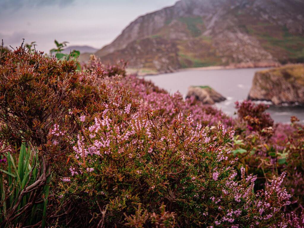 Heather on the hills of Donegal, the ideal place for your staycation in Ireland
