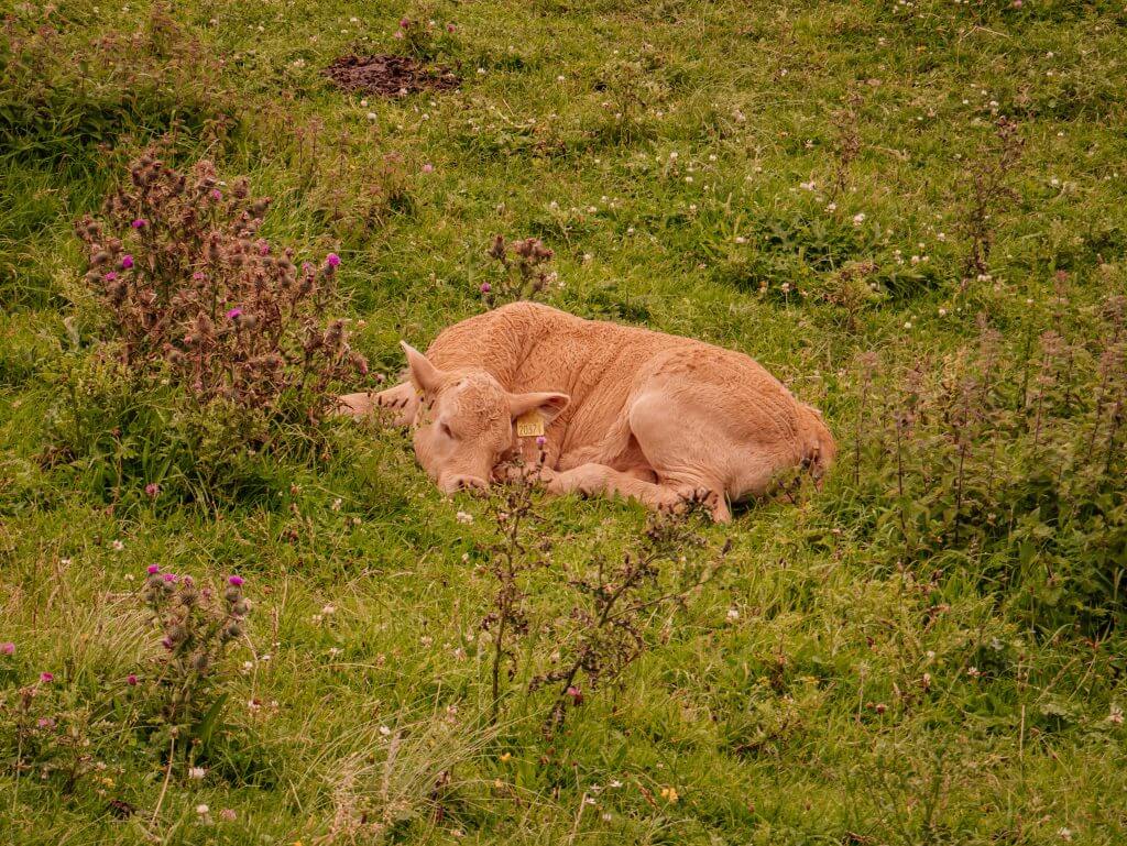 Calf lying in a field at Murder Hole Beach in County Donegal Ireland