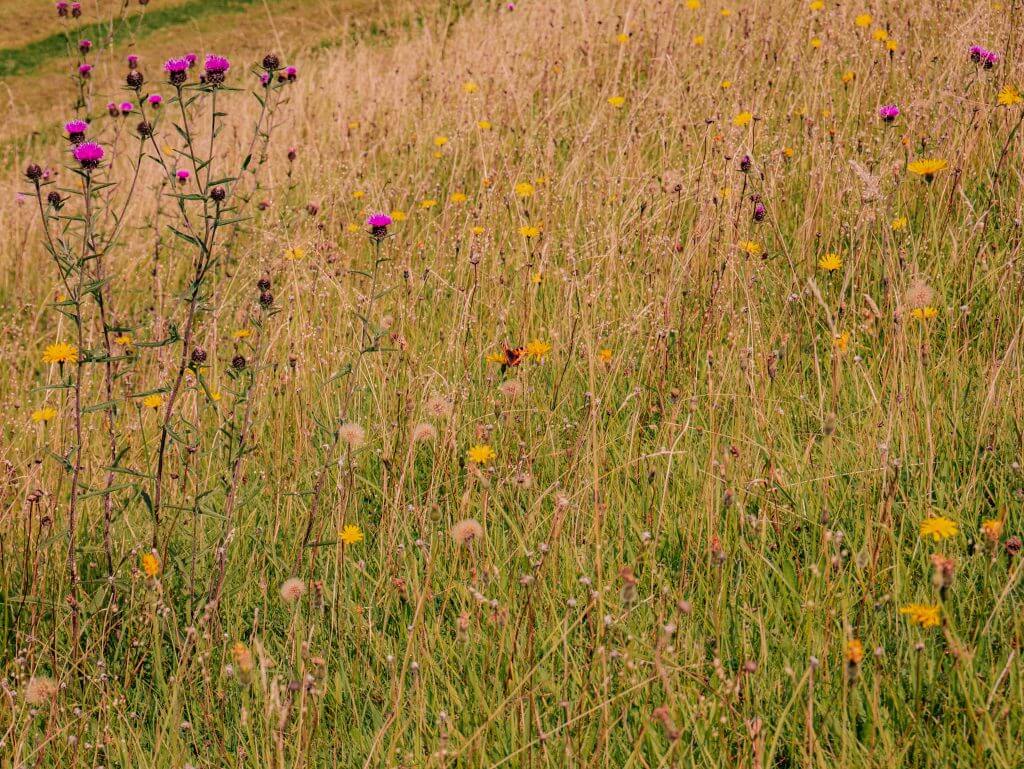 Wild flowers at Loughcrew Estate and Gardens