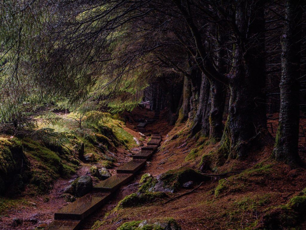 Wooden walkway leading through Ballinastoe woods in Wicklow Ireland