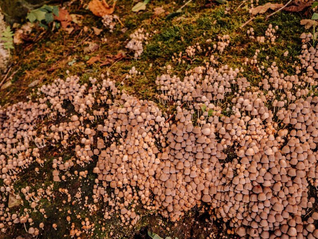 A crop of mushrooms growing in the woodland walk in county wicklow Ireland. Railway walk Tinahely Wicklow.