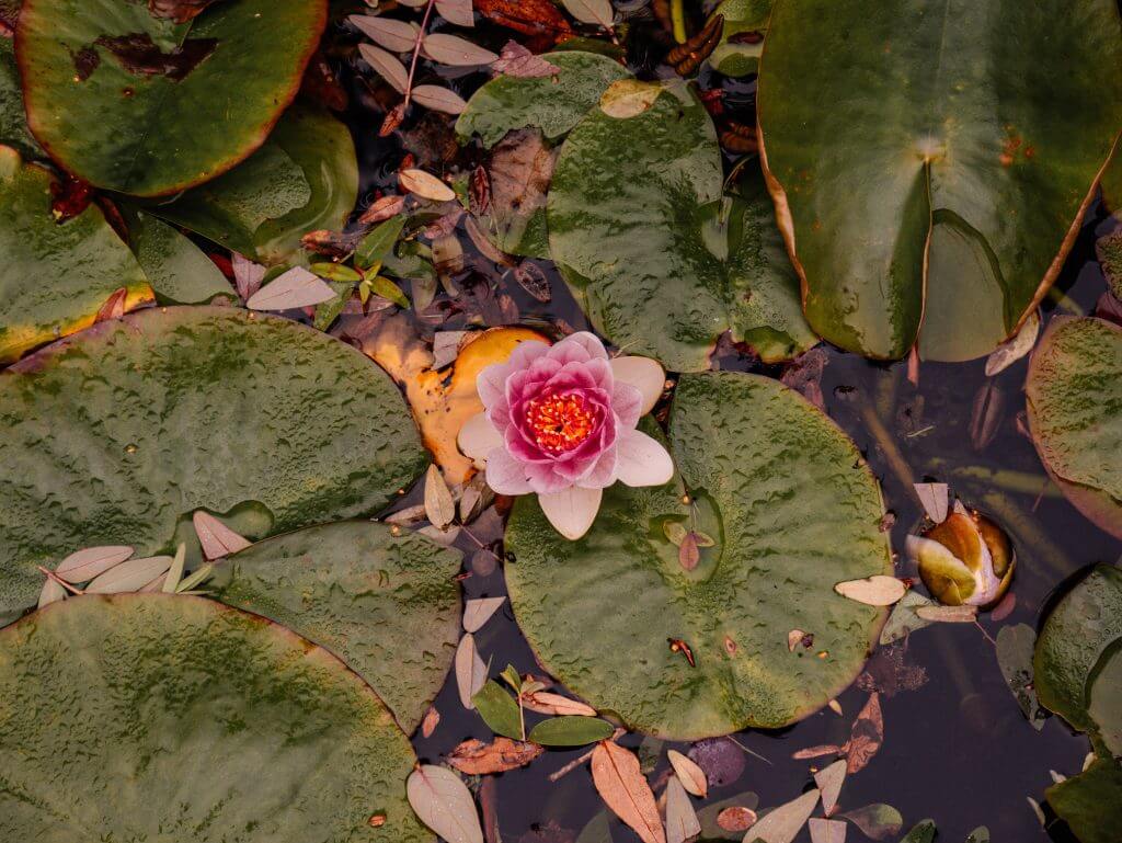 Pink water lily in a pond at Shekina Sculpture Garden in Wicklow Ireland