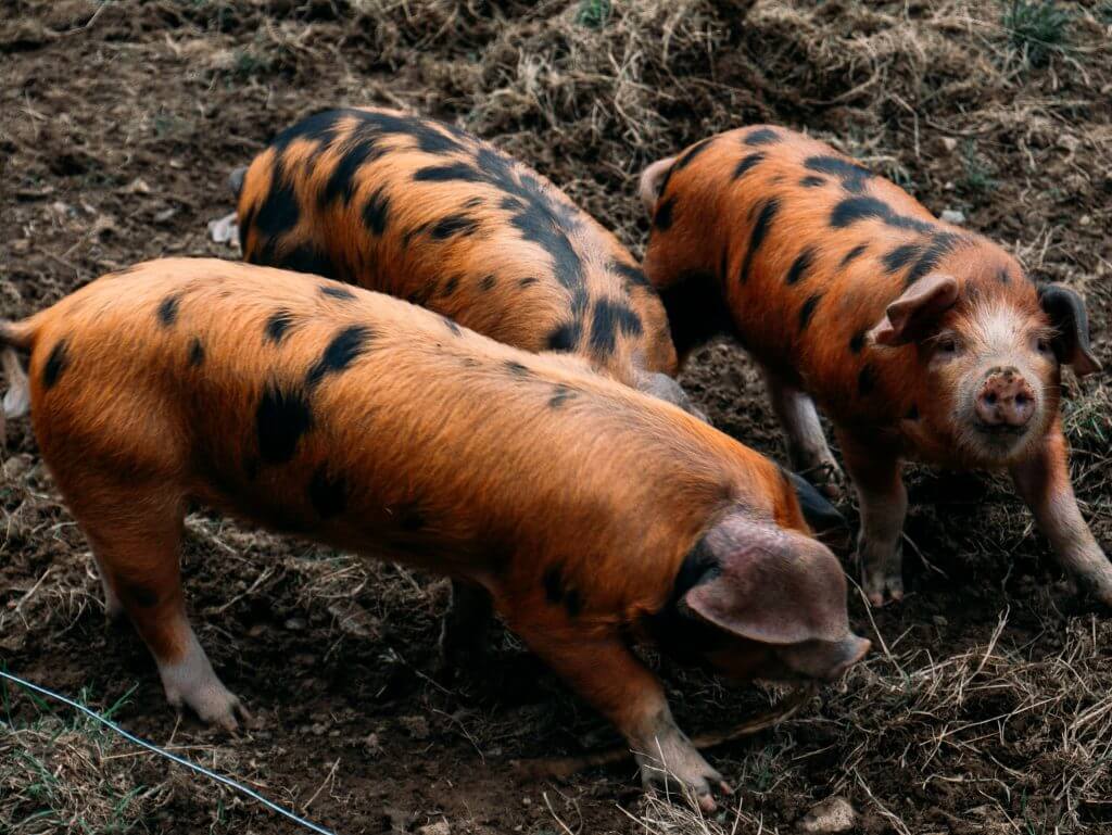 Pigs in a mucky field in Greenan Maze and Farm Wicklow Ireland