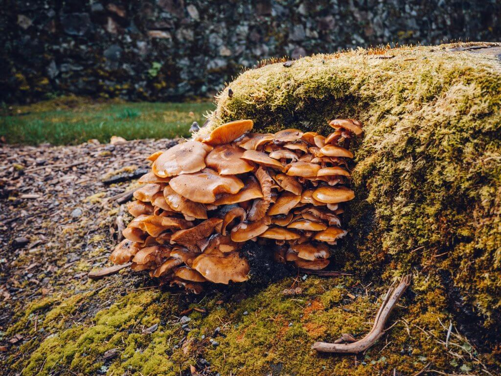 Mushrooms growing during Autumn at the Ashford Castle Estate in Galway Ireland