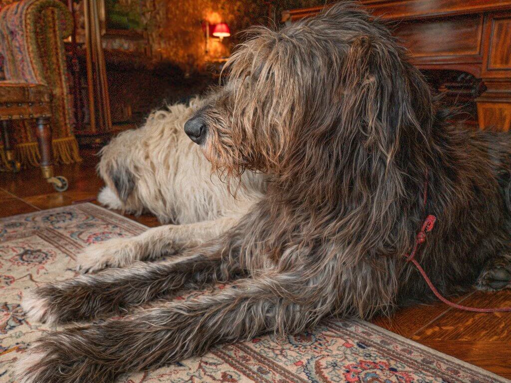 Irish wolfhounds at Ashford Castle