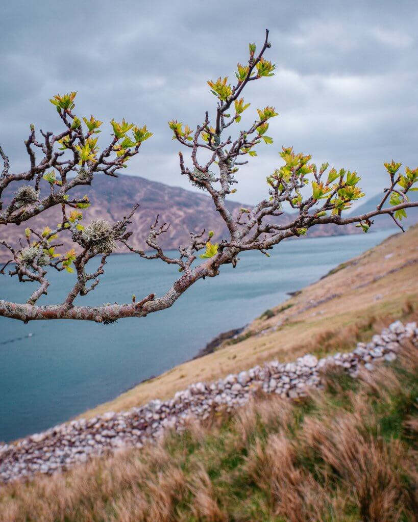 Image of a branch hanging over Killary Harbour in Connemara Galway