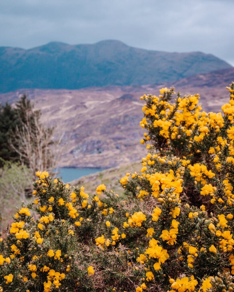 Yellow flowers on a gorse bush in Connemara Ireland