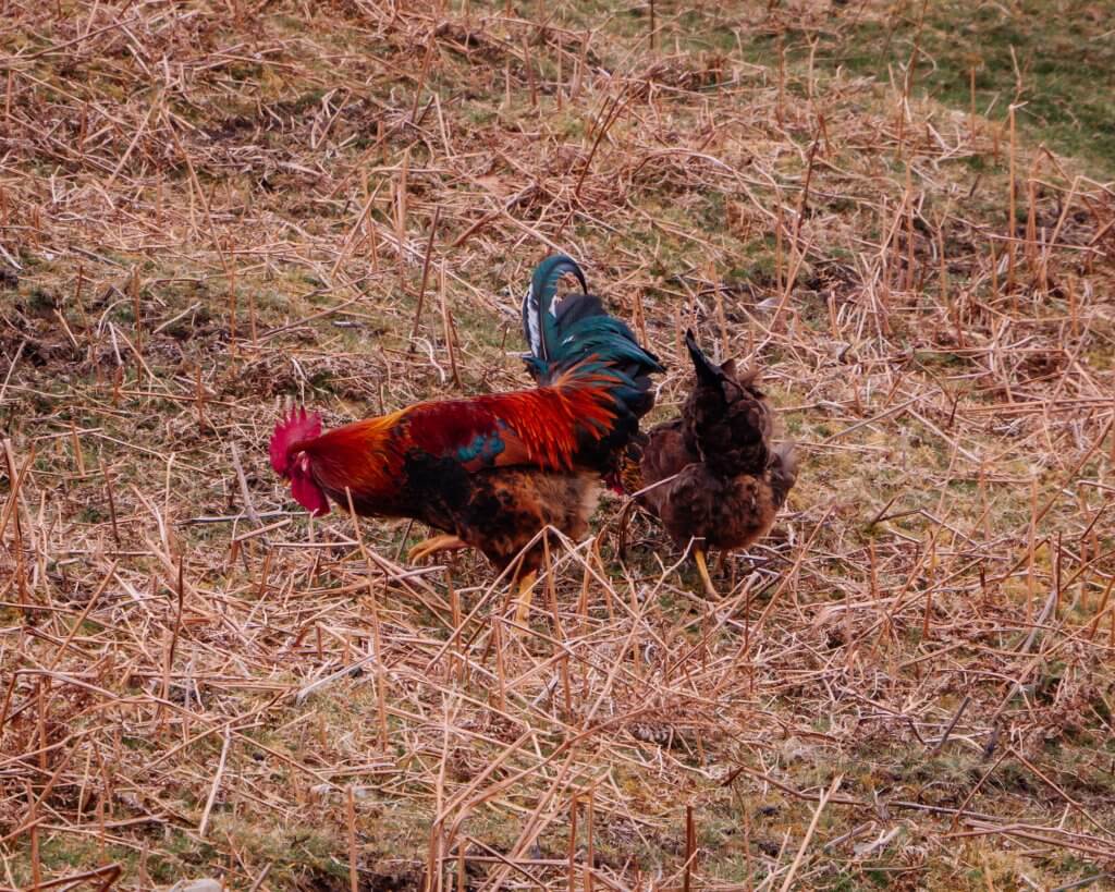 Colourful Rooster pecking at the ground