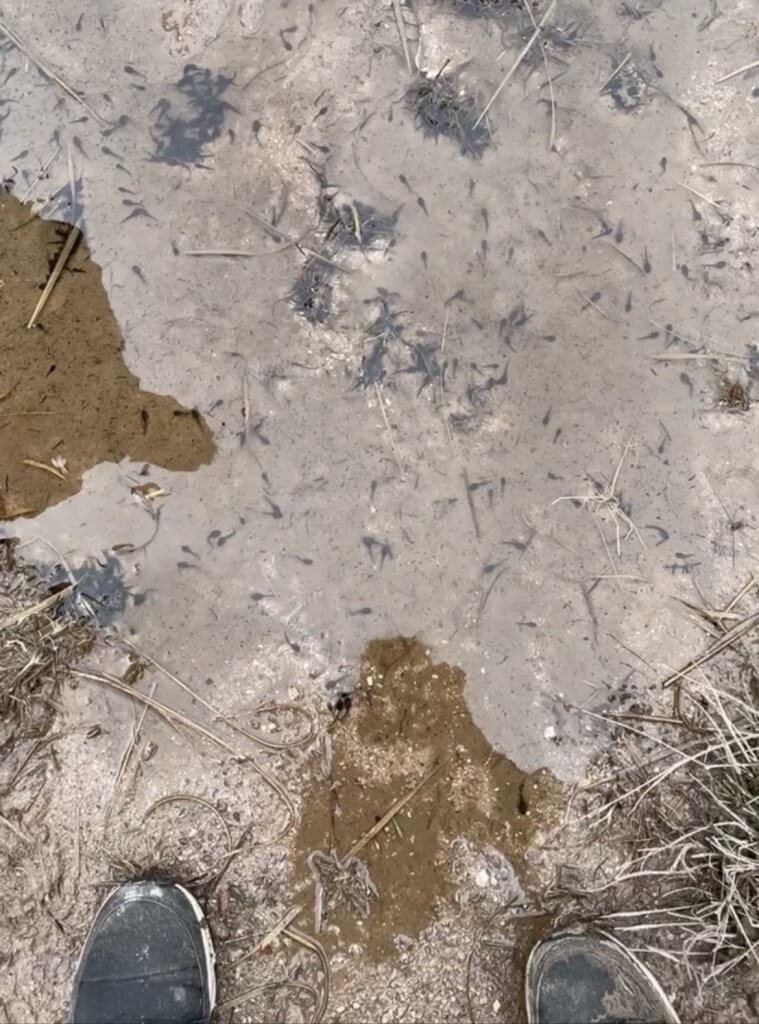 Tadpoles swimming in a puddle on a walking trail in Connemara Galway