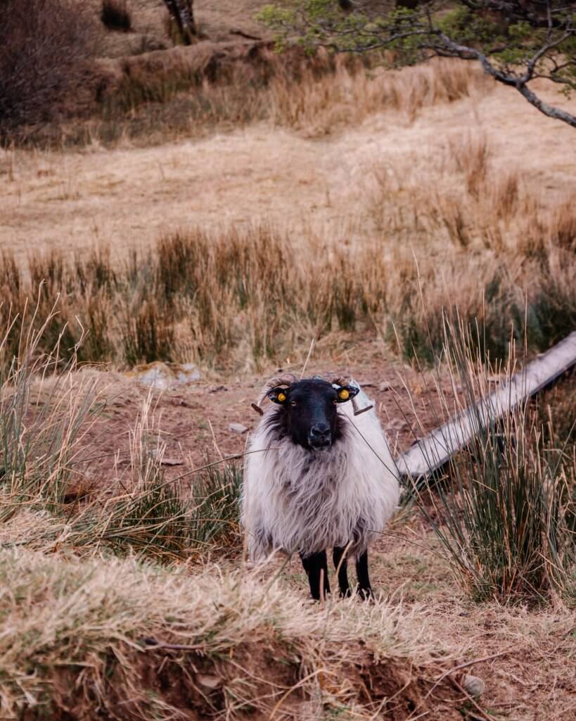Connemara Sheep