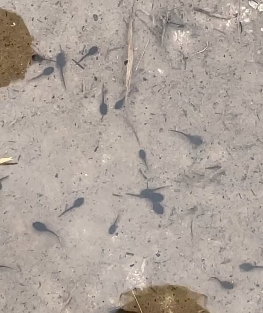 Tadpoles in a puddle in Connemara Ireland
