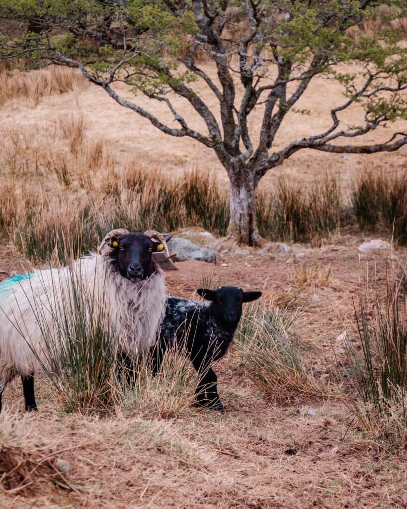Ewe and her baby lamb in Connemara Ireland