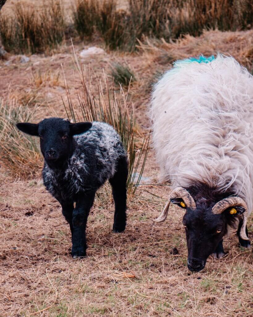 Ewe and her black lamb in Connemara Ireland