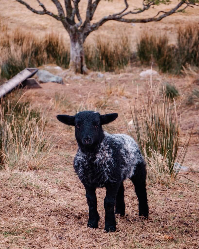 Black baby lamb in Connemara Ireland