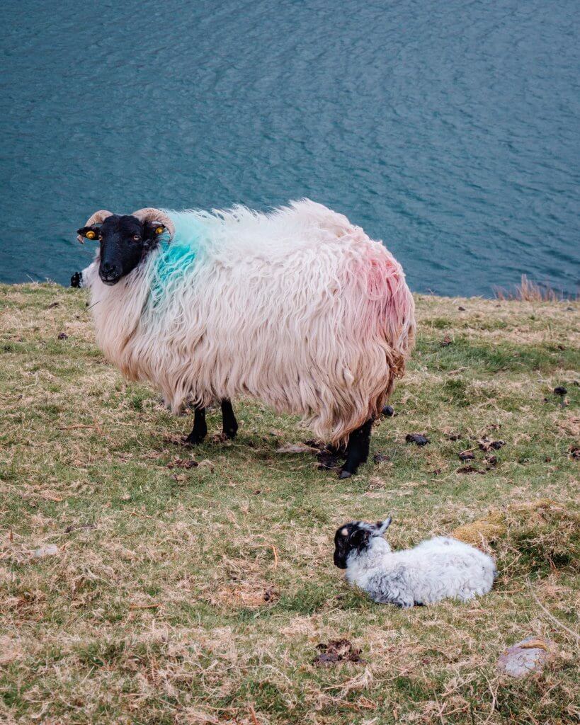 Sheep and lamb in Connemara Ireland