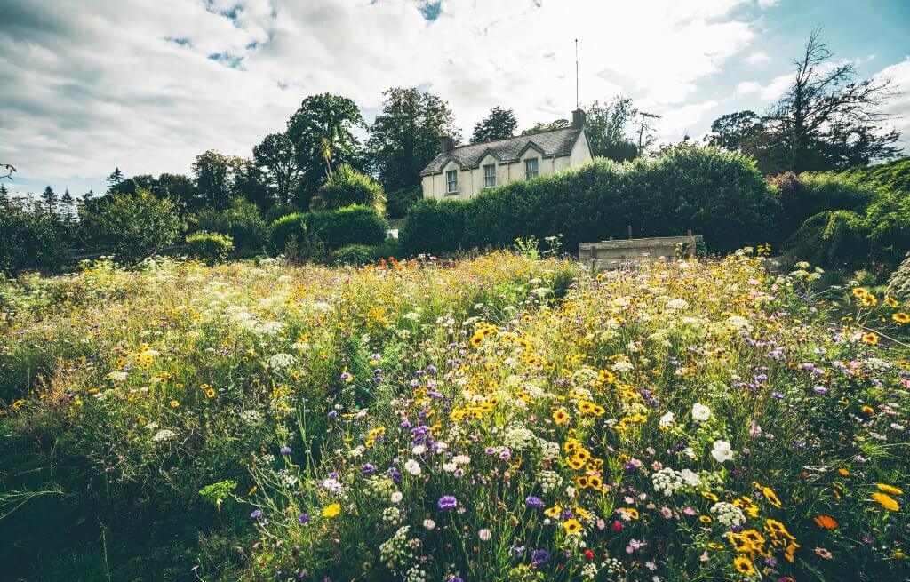 Wild flowers growing in the gardens of Mount Congreve Ireland 