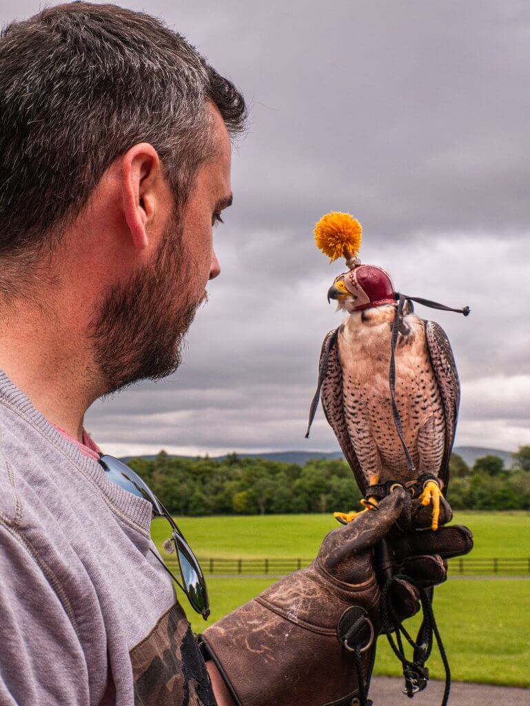 Male guest holding a peregrine falcon during the hawk walk at mount falcon ireland