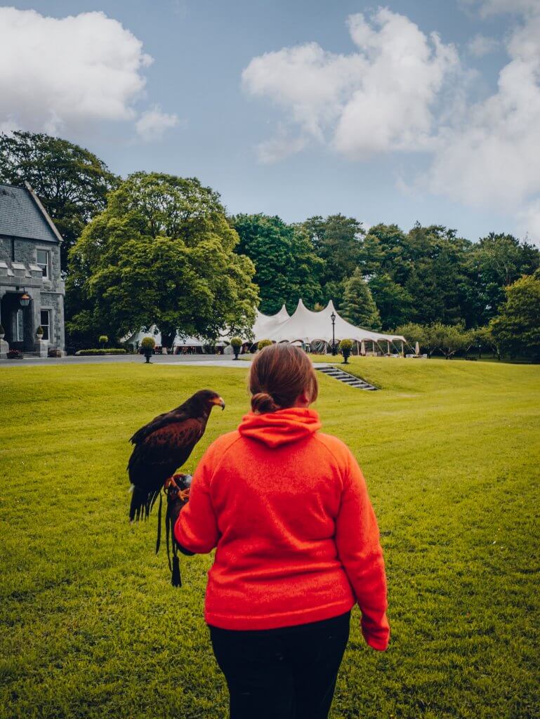 Woman in a red jumper carrying a Harris Hawk at Mount Falcon