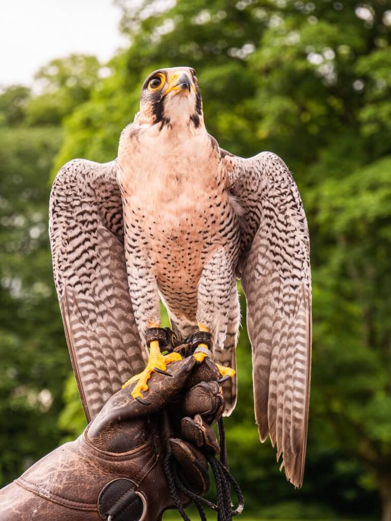 Male Peregrine Falcon raising his wings