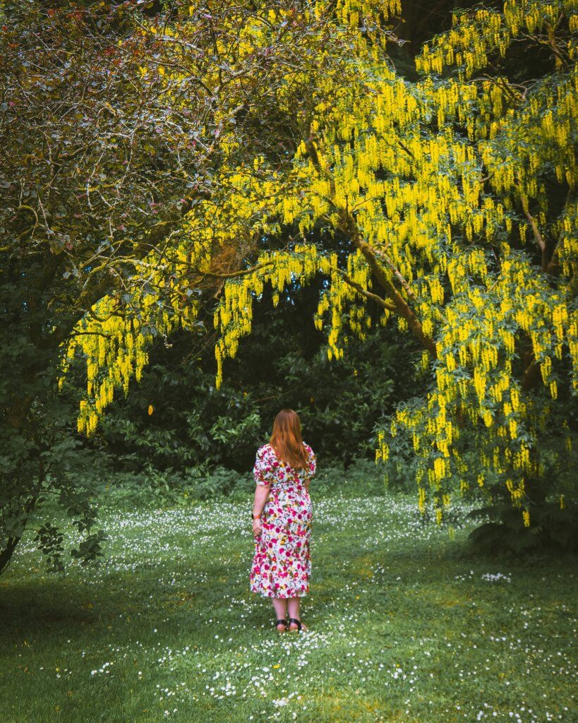 Woman in a flower dress walking under a tree with yellow flowers at Mount Falcon Estate Ireland