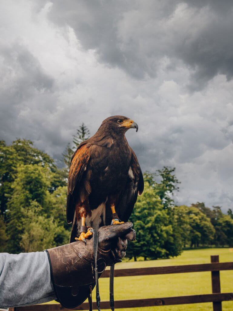 Harris Hawk against a stormy sky at  Mount Falcon