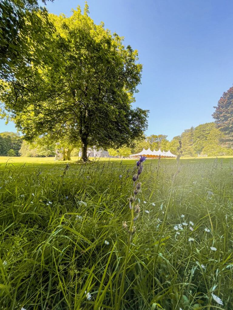 The gardens and horse chestnut tree at Mount Falcon Estate and Spa