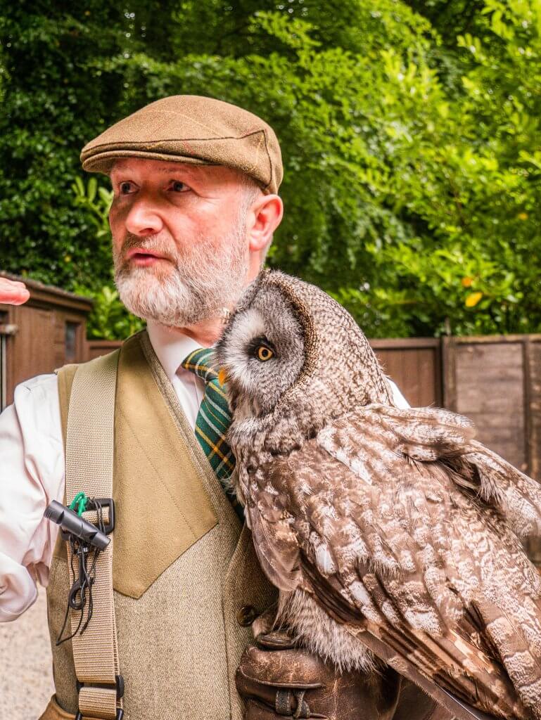 Falconer holding a grey owl