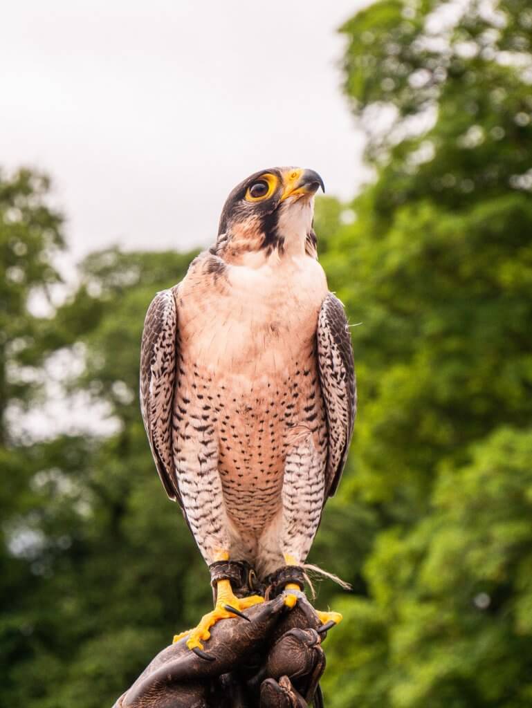 Male Peregrine Falcon