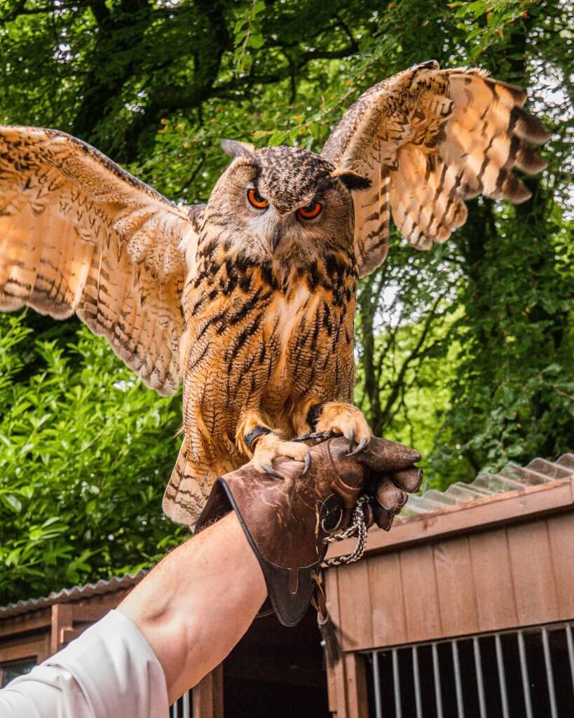 Eurasian Eagle Owl flapping his wings