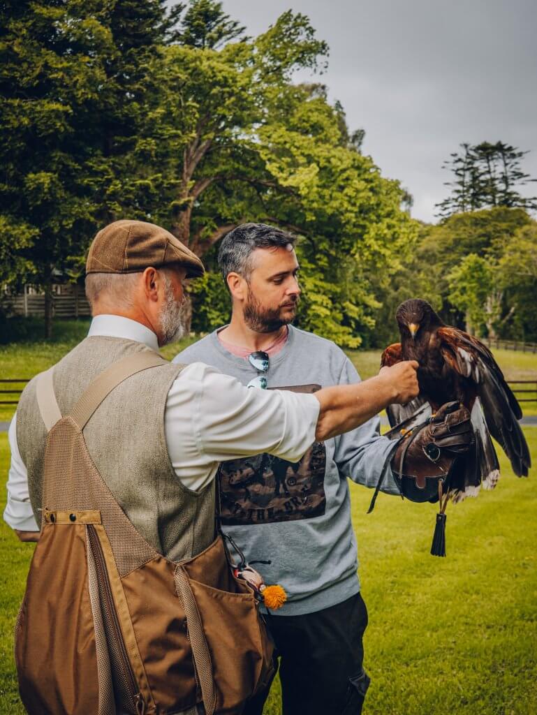 Falconer showing a Harris Hawk to a guest at Mount Falcon