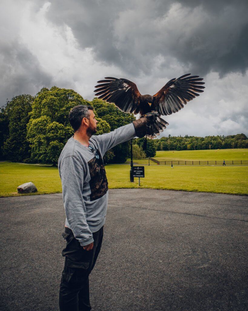 Harris Hawk landing on the arm of a man during the hawk walk at mount falcon