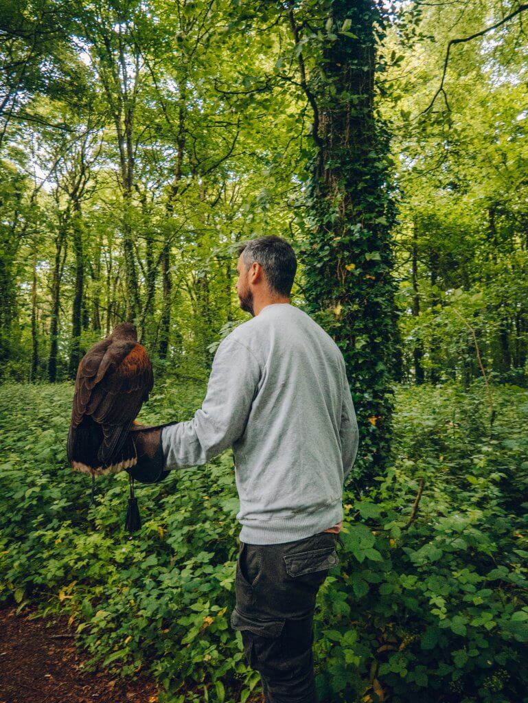 Man doing a hawk walk at Mount Falcon in Ireland