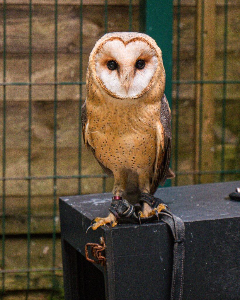 Barn Owl on a perch