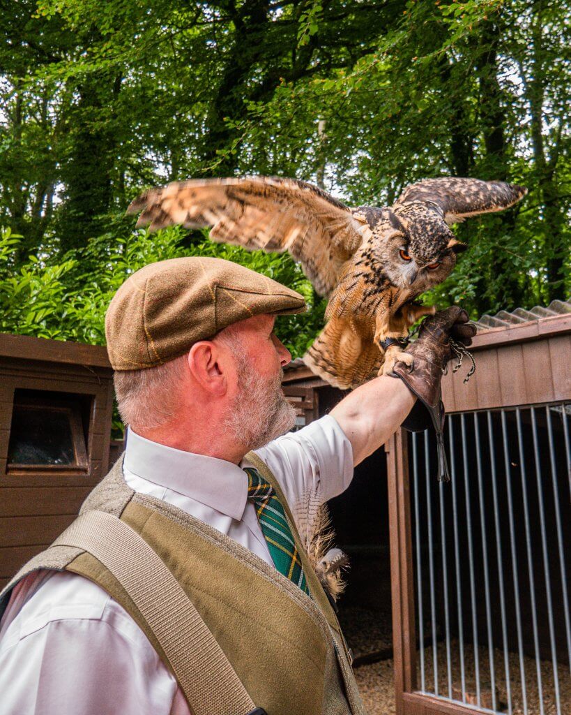 Eurasian Owl at a birds of prey experience at Mount Falcon