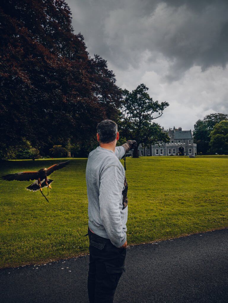 Harris Hawk landing on the arm of a guest at Mount Falcon Estate Ireland