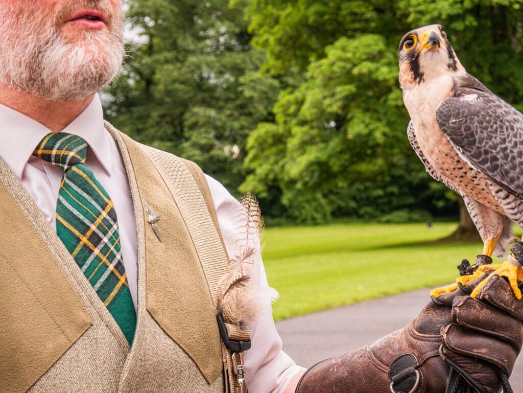 Falconer holding a peregrine falcon on the hawk walk at Mount Falcon Estate Ireland