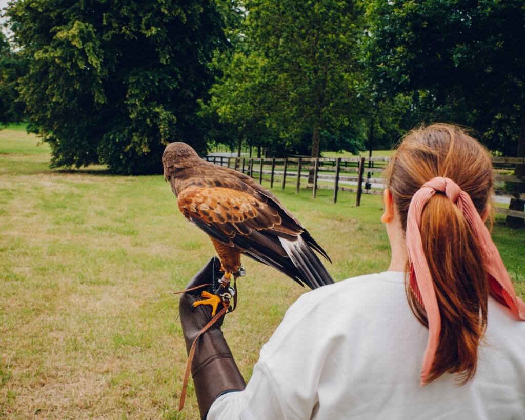 Woman walking with a harris hawk on the falconry experience at the Lyrath estate in Kilkenny Ireland