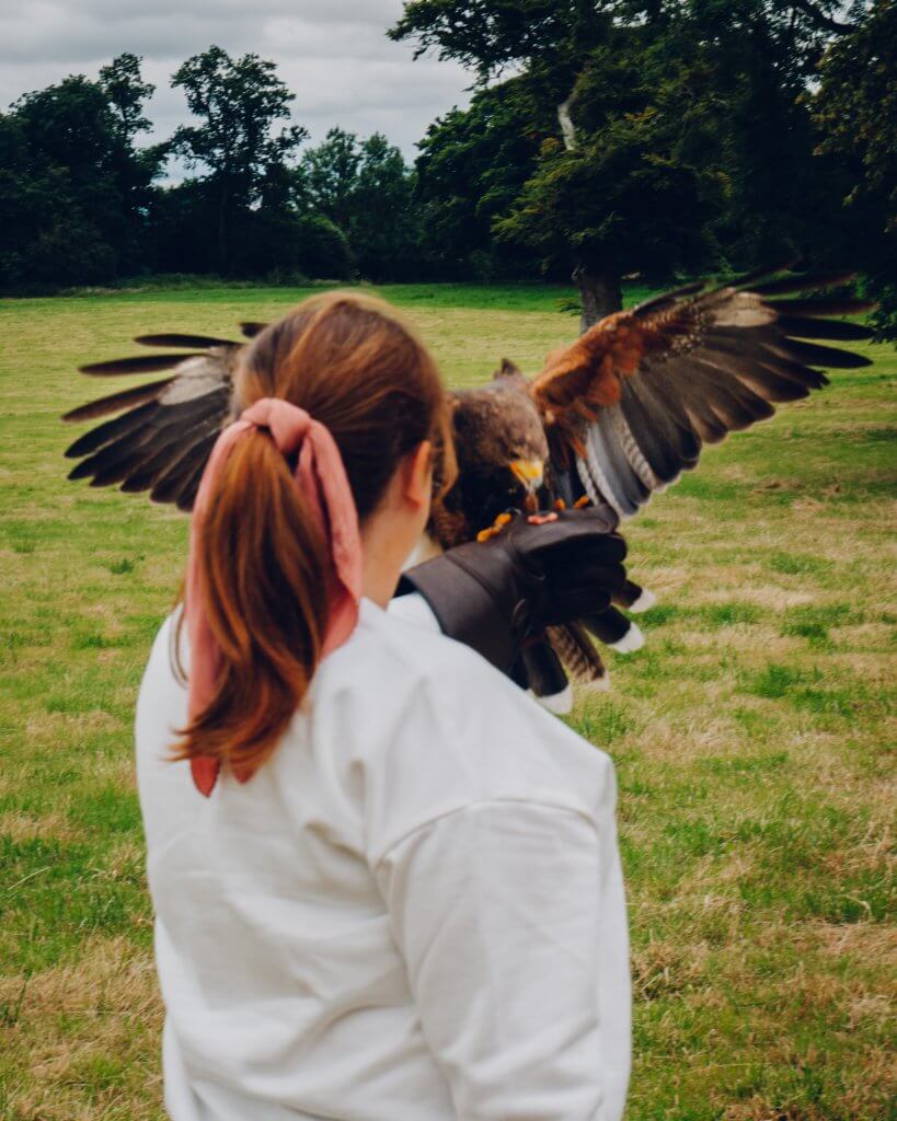 Woman holding a harris hawk on the falconry experience at Lyrath estate on the perfect weekend in Kilkenny