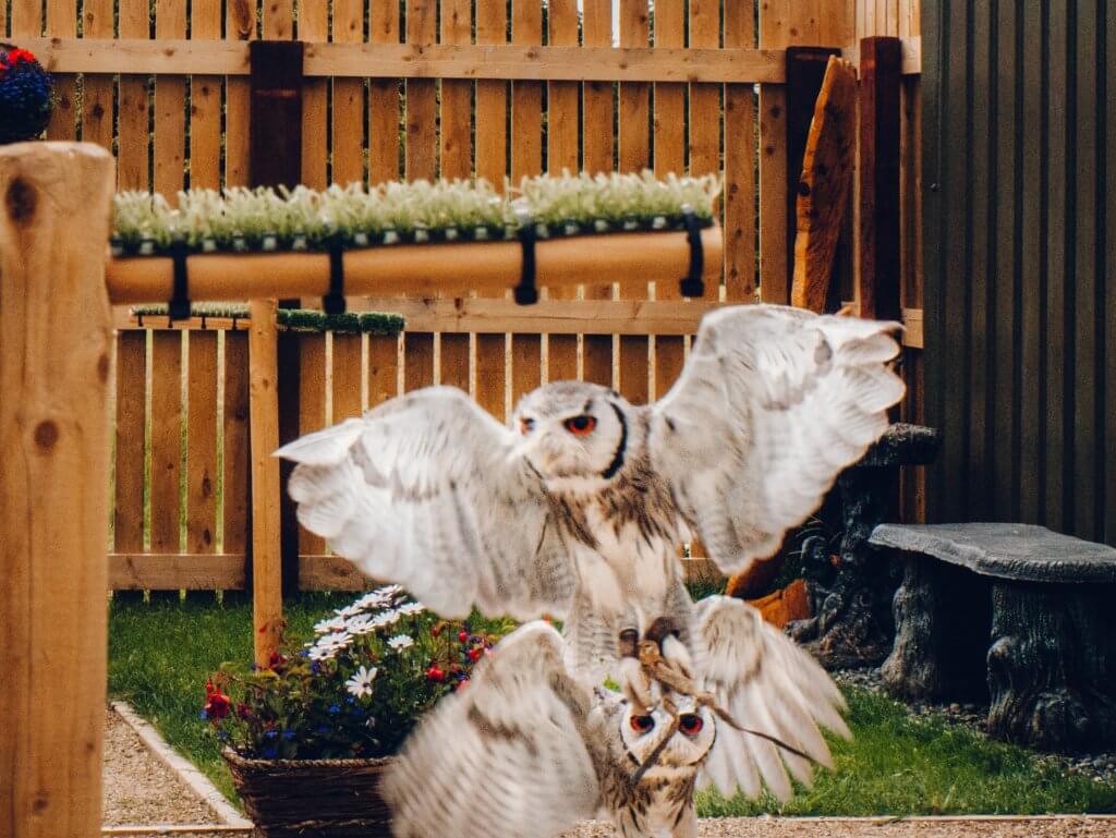 Two south sfrican white faced owls in flight